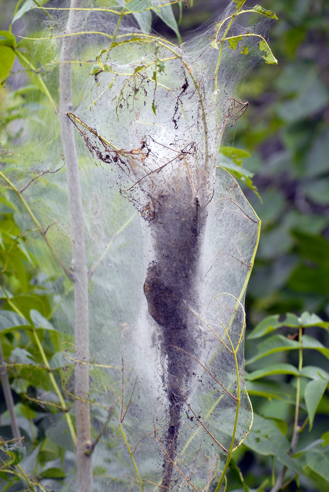 _LAN0908-Tent-caterpillar-M