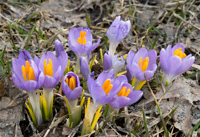 _EMG4700-Crocuses