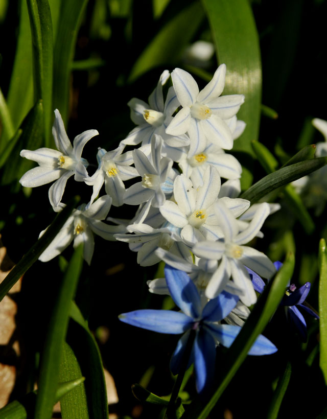 _EMG6208-white