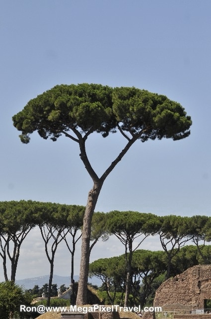 Rome, Italy - the Palatine Hill