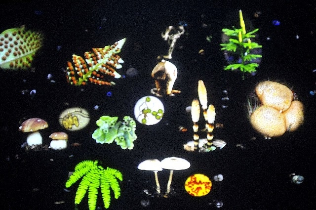 Natural History Museum of Venice - Museo di Storia Naturale di Venezia