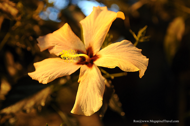 _RON5800-Hibiscus