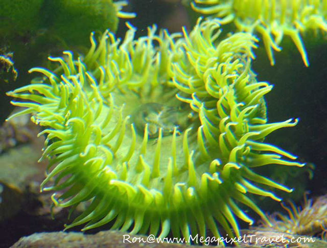 DSC_0267-Green-anenome-blog Vancouver Aquarium, Vancouver, B.C