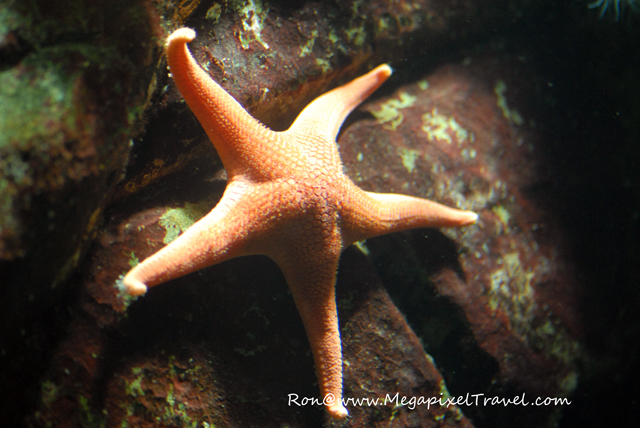 DSC_0268-Starfish-Blog Vancouver Aquarium, Vancouver, B.C