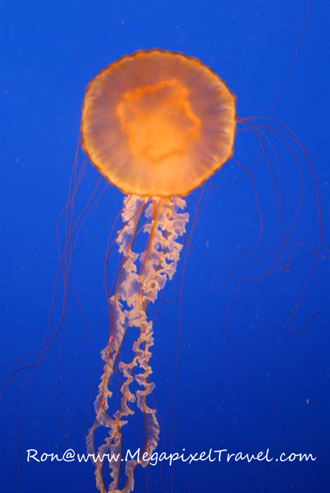 DSC_0270-Jellyfish-blog Vancouver Aquarium, Vancouver, B.C