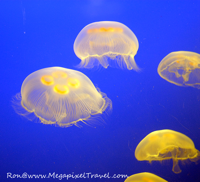 DSC_0273-Jellyfish-blog Vancouver Aquarium, Vancouver, B.C
