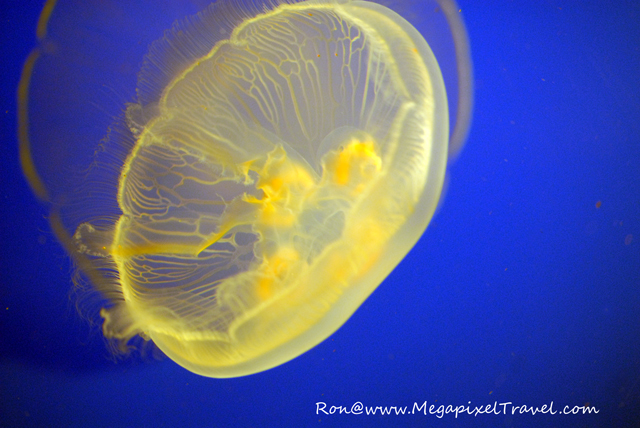 DSC_0274-Jellyfish-blog Vancouver Aquarium, Vancouver, B.C