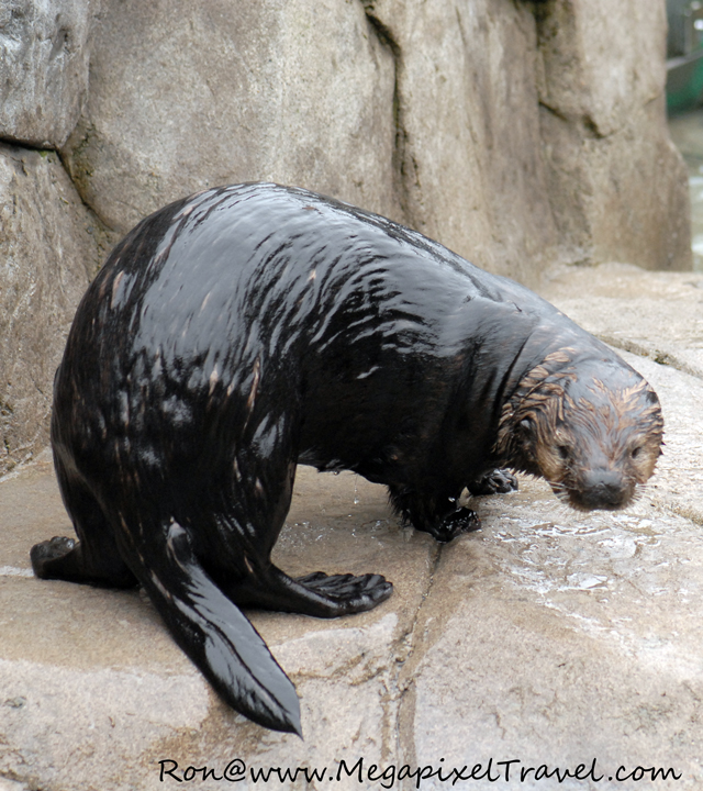 DSC_0280-Blog Vancouver Aquarium, Vancouver, B.C