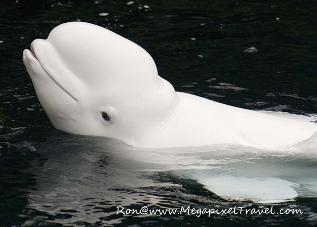 DSC_0288-Beluga-blog Vancouver Aquarium, Vancouver, B.C