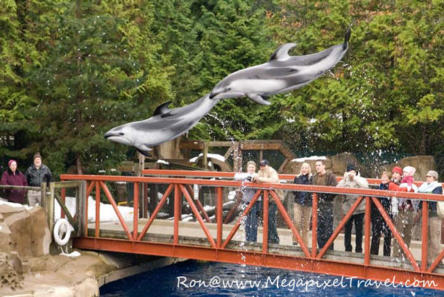 DSC_0301-Porpoise-blog Vancouver Aquarium, Vancouver, B.C. Porpoise in air