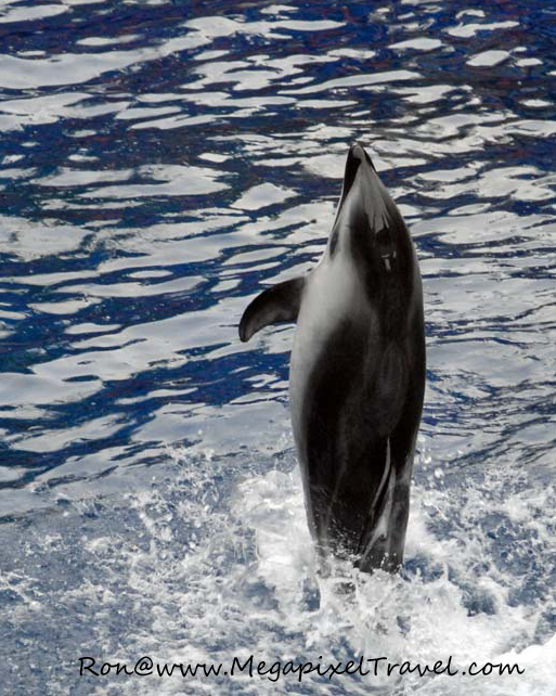 DSC_0302-Porpoise-blog Vancouver Aquarium, Vancouver, B.C