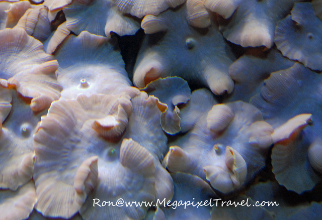 DSC_0313-Mushroom-coral-blo Vancouver Aquarium, Vancouver, B.C