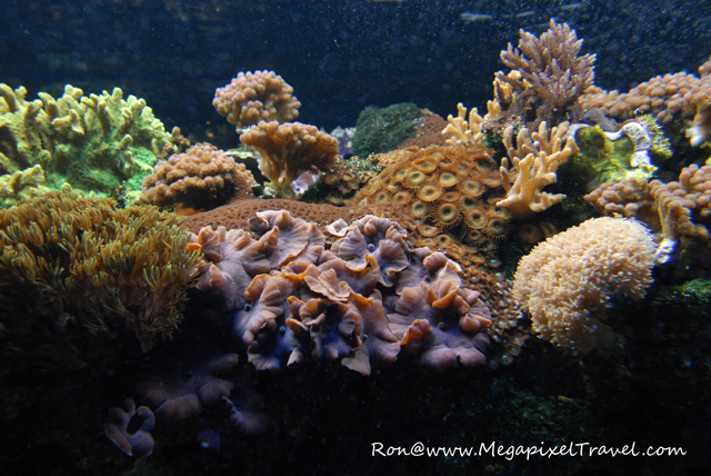 DSC_0314-Coral-Blog Vancouver Aquarium, Vancouver, B.C