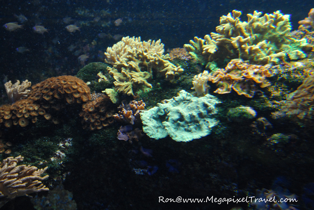 DSC_0315-Coral-Blog Vancouver Aquarium, Vancouver, B.C