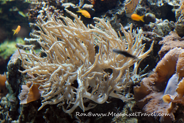DSC_2121-blog The Porte Dorée Aquarium
- Paris, France