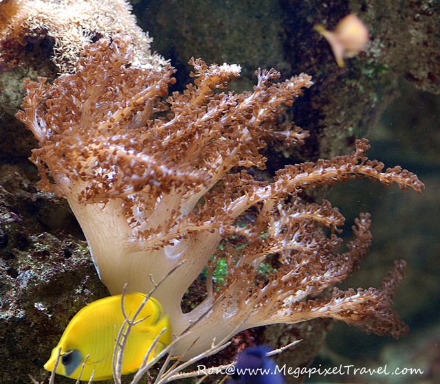 DSC_2122-blog The Porte Dorée Aquarium
- Paris, France