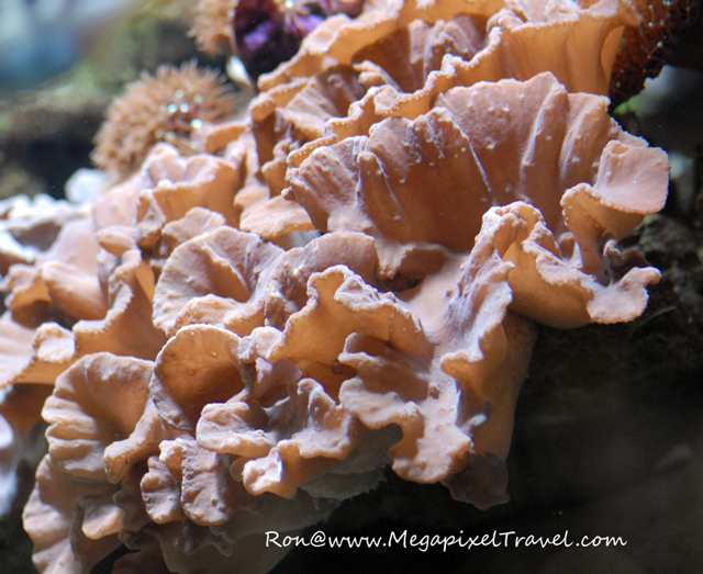 DSC_2125-blog The Porte Dorée Aquarium
- Paris, France