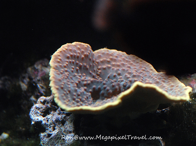 DSC_2139-blog The Porte Dorée Aquarium
- Paris, France