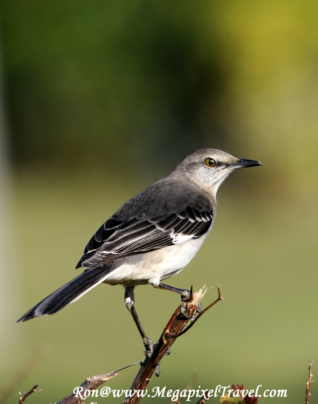 _RON7136-Mockingbird