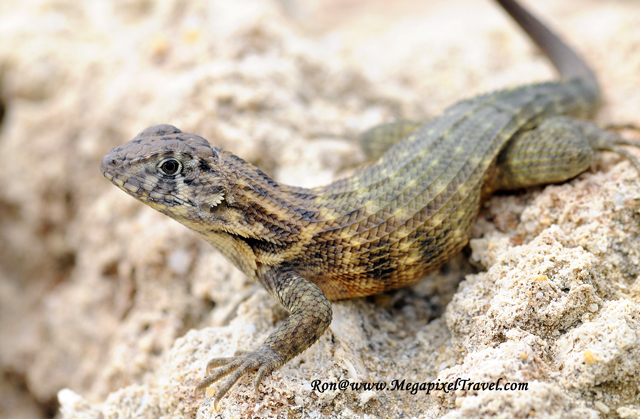 _RON7198-Lizard