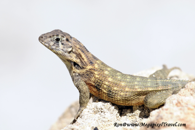 _RON7245-Lizard