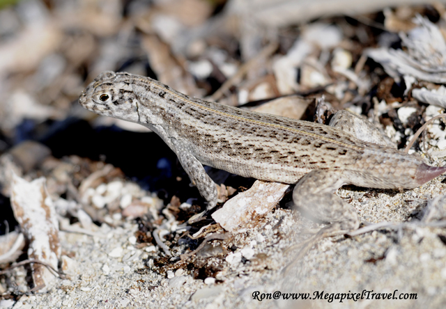 _RON8012-Reptile