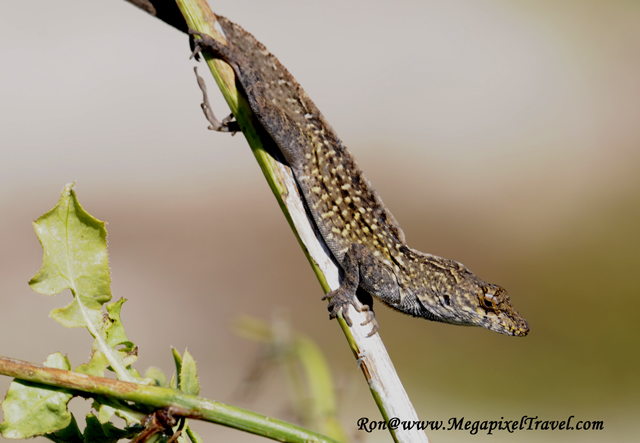 _RON8018-Reptile