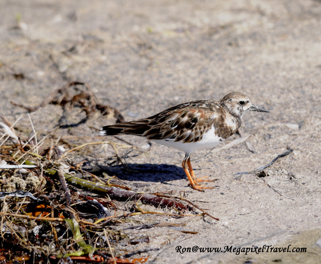 _RON8073-Ruddy-Turnstone