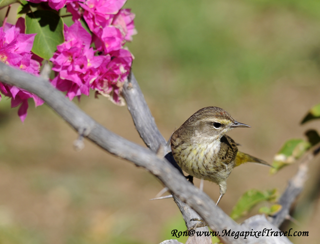 _RON8083-Warbler