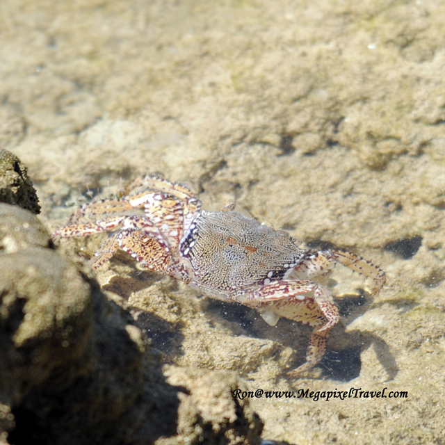_RON8104-Crab