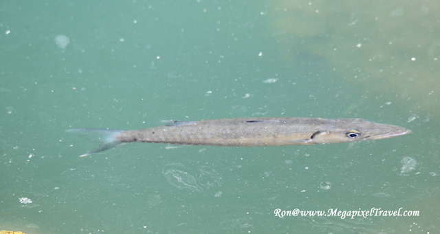_RON8105-fish