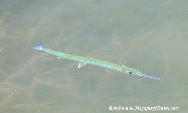 _RON8106-fish