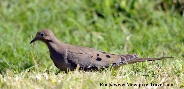 _RON8113-Mourning-Dove