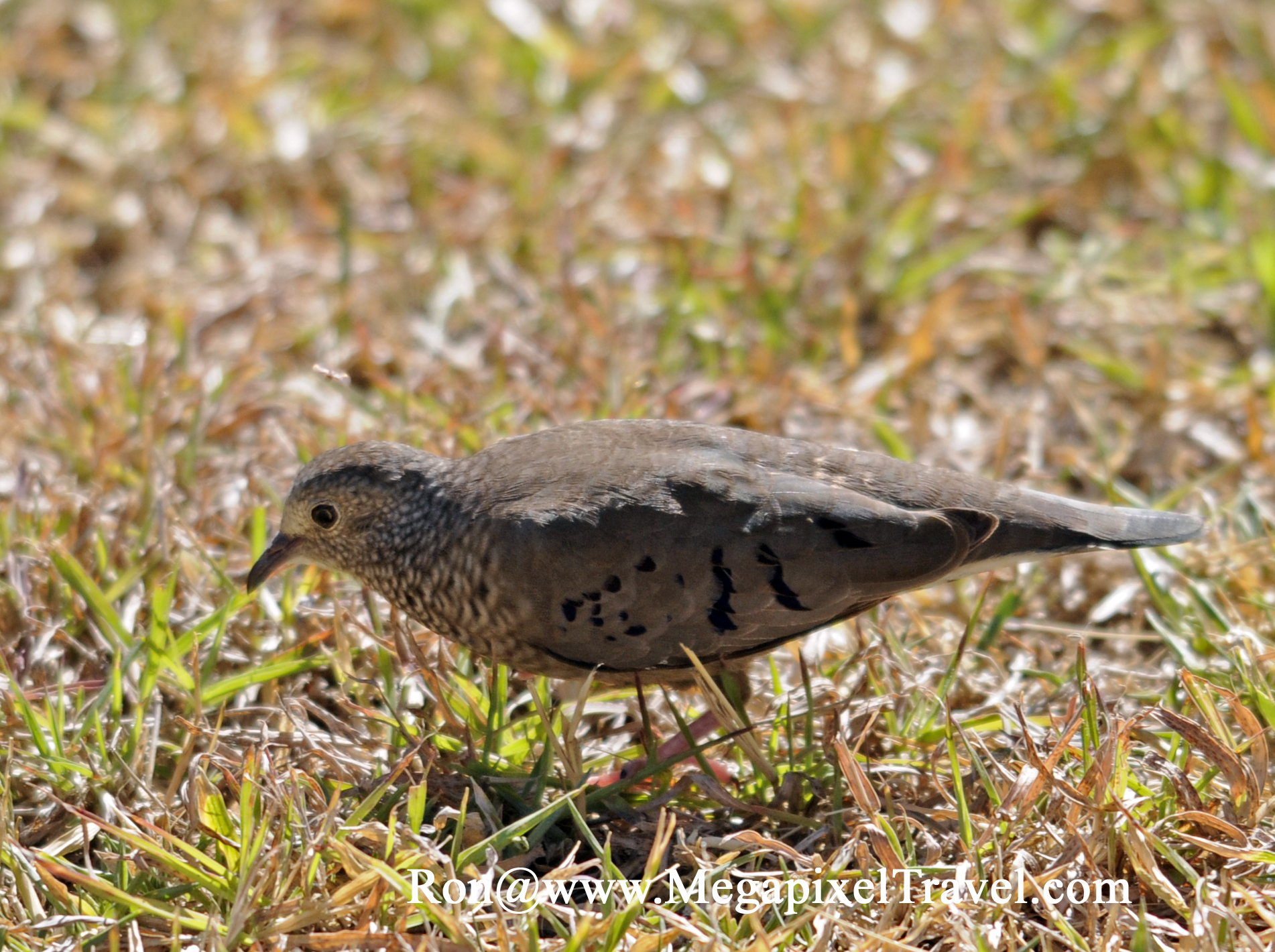 _RON8115-Common-Ground-Dove