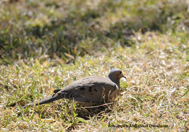 _RON8116-Mourning-Dove