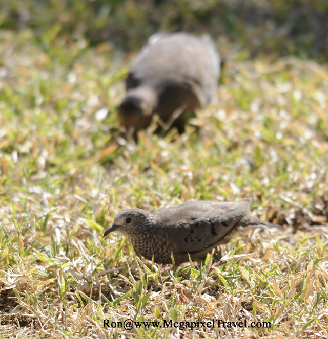 _RON8117-Common-GroundDove