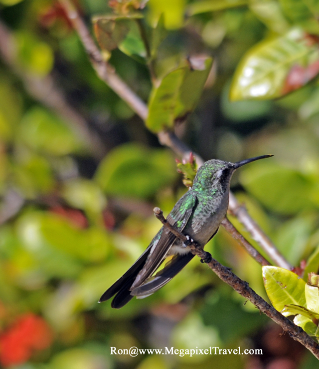 _RON8125-Hummingbird