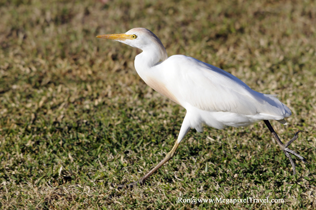 _RON8167-Cattle-Egret