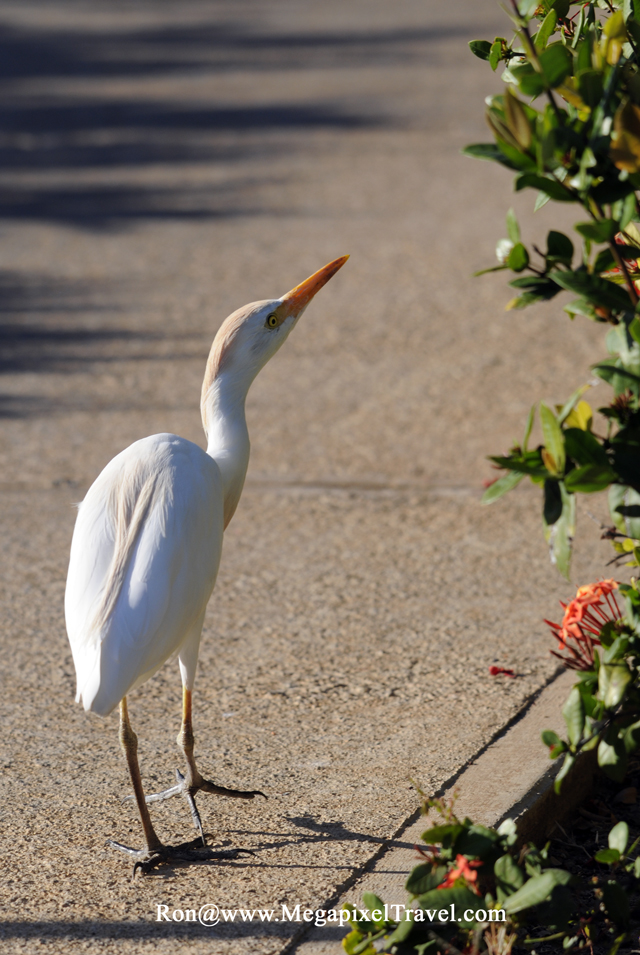 _RON8170-Cattle-Egret