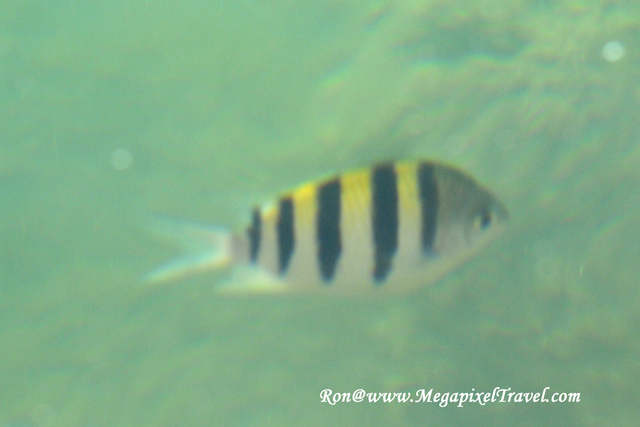 _RON8174-fish