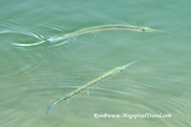 _RON8177-fish