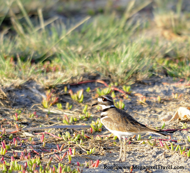 _RON8421-Killdeer