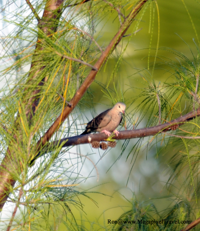 _RON8422-Common-Ground-Dove
