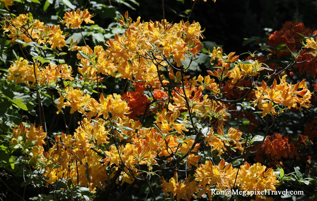 _RON0129-Azalea