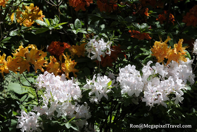 _RON0130-Azalea