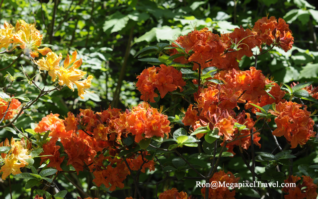 _RON0131-Azalea