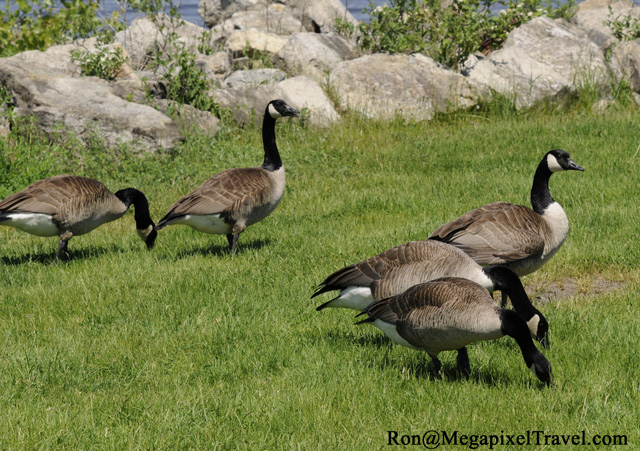 _RON0134-Canada-Geese
