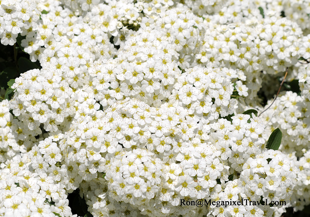 _RON0137-Spirea