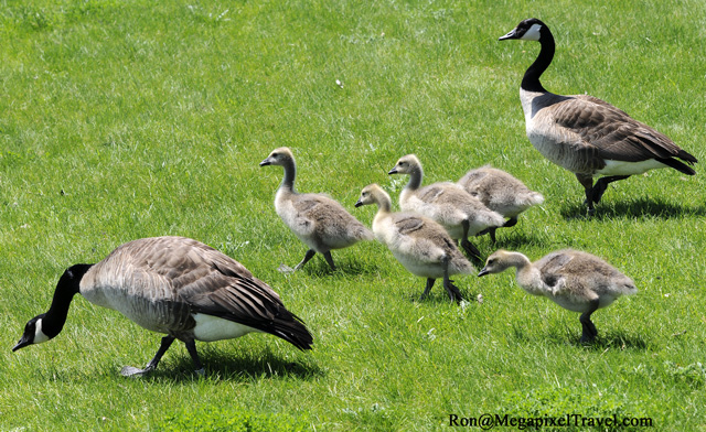 _RON0141-Canada-Geese