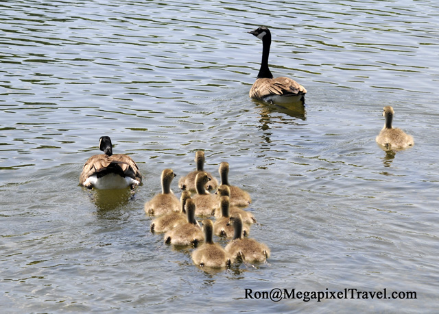 _RON0144-Canada-Geese